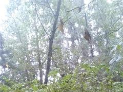 Lad uses XXL plaything in forest