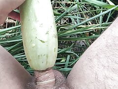 Garden with zucchini
