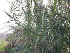 Public Beach Pound Lad Caught ! Jay Magnus Juven LetThemWatch