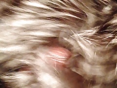 silver fox fur wet
