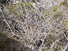 Brad Pissing In The Wind