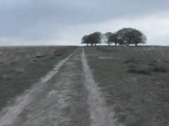 Walk in the forrest in Germany