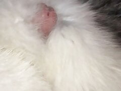 Cum on Arctic Fox Fur