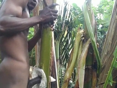 Dude all alone In the Woods and make the plantain tree is wifey and Plumb on it