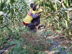 Indian Desi Flicks - A laborer working in a corn area banged his accomplice's culo - Hindi Voice