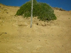 Osos en la Playa