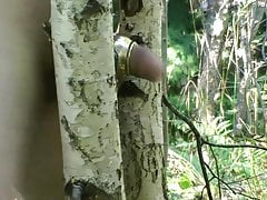 Forest again 2