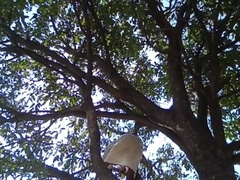 Thick Mango steamy man indian