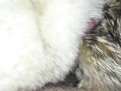 fox fur