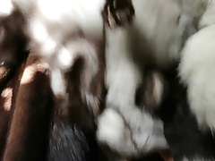 Three fox fur tails stroke