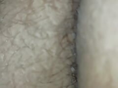 Young cock