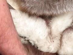 the fox fur pant and the cummed beaver fur