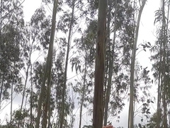 Ass fucking in the Forest