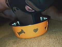 puppy licks his piss