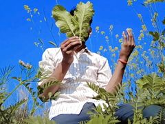 Satyam Video Desi Indian