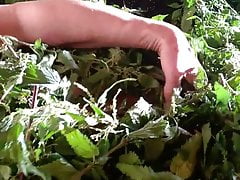 Nettles Bed
