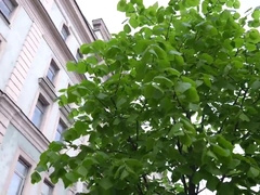 Sexual Emergency Call For A Timid Servant Youngster