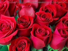 Hd videos, gay porn, bangladeshi