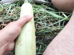 Garden with zucchini