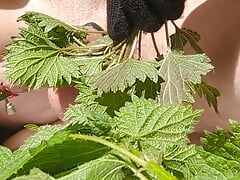 Nettles cock torture 2024