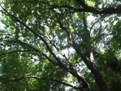 Bravo Hammer Muscular Hunky three ガタイ狂襲 three ヤガイガタイ