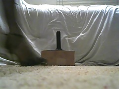 Crossdresser Fucks Dildo