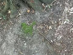 Wank in public