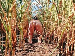 Corn field life.