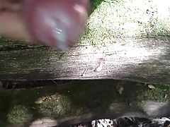 Cum in foret