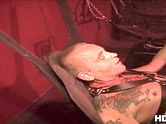 grizzlies rump fist penetrated