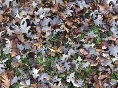 Solo Masculine Outdoor Urinating Compilation From My October Camping Trips 2022