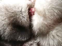 arctic fox fur stroke