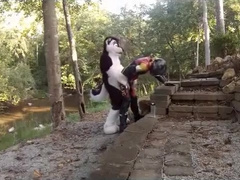 Husky bumps biker