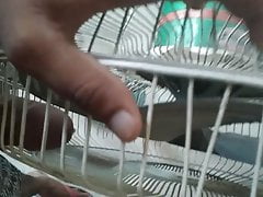 Fan fuck