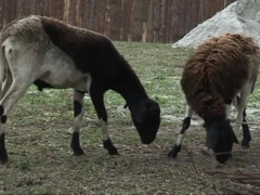 Arcanjo Amaro - Straight Muscle Cowboys Fucking Bareback Outdoor Exhib