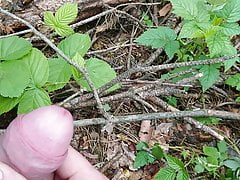 Im wald