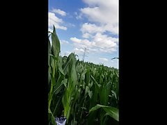 Cum in Cornfield