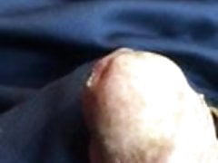 Mosquito on my dick cock