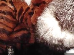 cum on the tiger fur
