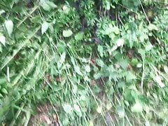 Cock in living nettles