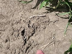 Rubbing one off in a corn field