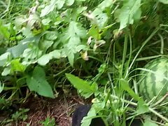 Stroking in the  garden.