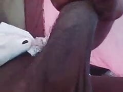 Indian black cock