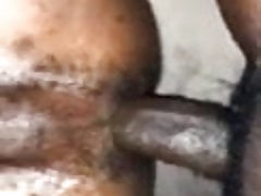 inculata blak