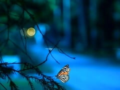 #Viral #shorts #videos#