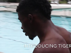 Introducing Tiger