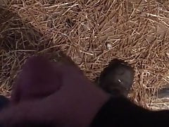 farmer cum on tractor tire