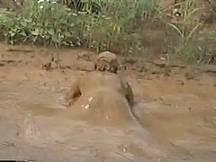 Even More Ass Waves in Mud
