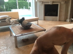 Tugging off and fake penis have fun outside