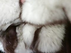 Fox fur stroke wearing mink